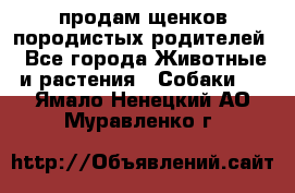 продам щенков породистых родителей - Все города Животные и растения » Собаки   . Ямало-Ненецкий АО,Муравленко г.